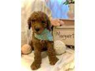 Goldendoodle Puppy for sale in Hamilton, MI, USA