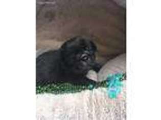 Pug Puppy for sale in Big Prairie, OH, USA