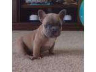 French Bulldog Puppy for sale in West Liberty, OH, USA