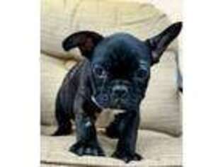 French Bulldog Puppy for sale in Englewood, CO, USA