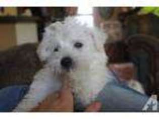 Mutt Puppy for sale in GOBLES, MI, USA