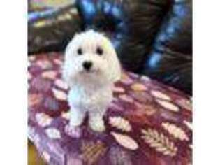 Maltese Puppy for sale in Goochland, VA, USA