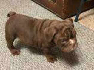 Bulldog Puppy for sale in Red Oak, IA, USA