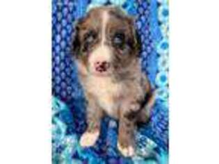 Border Collie Puppy for sale in Rome, OH, USA