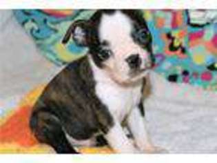 Boston Terrier Puppy for sale in Houma, LA, USA