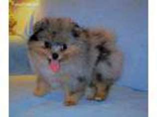 Pomeranian Puppy for sale in Sandy Hook, KY, USA