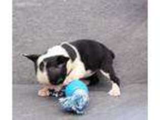 Boston Terrier Puppy for sale in Mobile, AL, USA