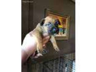 Belgian Malinois Puppy for sale in Canton, NC, USA