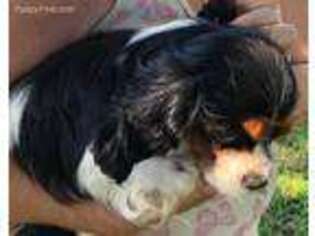 Cavalier King Charles Spaniel Puppy for sale in Tahlequah, OK, USA