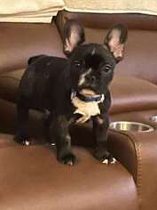 French Bulldog Puppy for sale in Naples, FL, USA