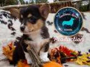 Pembroke Welsh Corgi Puppy for sale in Callahan, FL, USA