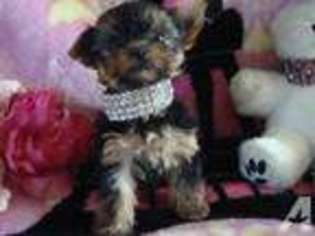 Yorkshire Terrier Puppy for sale in LONG BEACH, CA, USA