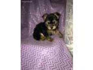 Yorkshire Terrier Puppy for sale in Altoona, KS, USA