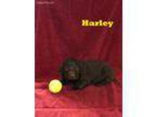 Labradoodle Puppy for sale in Cochranton, PA, USA