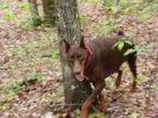 Doberman Pinscher Puppy for sale in Crossville, TN, USA