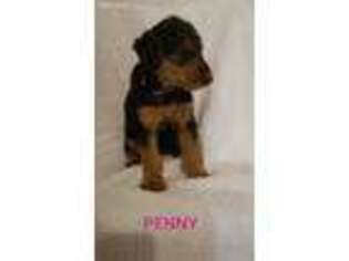 Airedale Terrier Puppy for sale in East Rochester, OH, USA