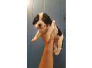 Cavalier King Charles Spaniel Puppy for sale in Owensboro, KY, USA