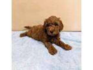 Goldendoodle Puppy for sale in Apache Junction, AZ, USA