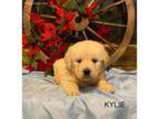 Golden Retriever Puppy for sale in Marshall, AR, USA