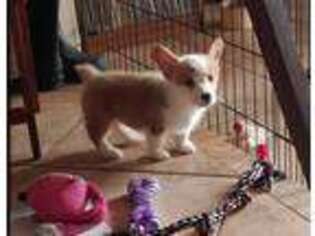 Pembroke Welsh Corgi Puppy for sale in Rancho Cucamonga, CA, USA