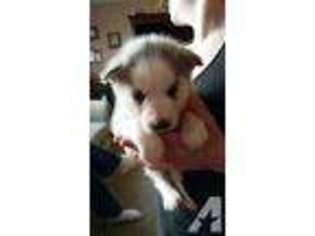 Siberian Husky Puppy for sale in SPRING PARK, MN, USA