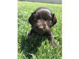 Boykin Spaniel Puppy for sale in Spanish Fork, UT, USA