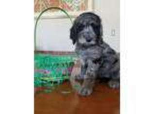 Mutt Puppy for sale in Arcadia, MI, USA