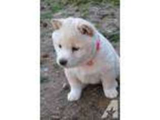 Shiba Inu Puppy for sale in IDABEL, OK, USA