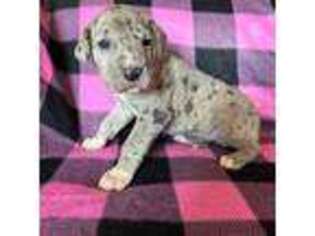 Great Dane Puppy for sale in Arthur, IA, USA