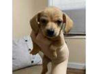 Dachshund Puppy for sale in Dandridge, TN, USA