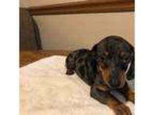 Dachshund Puppy for sale in Gallipolis, OH, USA