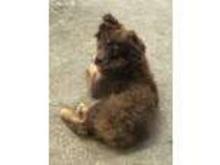 Miniature Australian Shepherd Puppy for sale in Covington, GA, USA