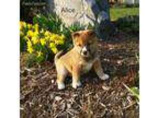 Shiba Inu Puppy for sale in Richland, PA, USA