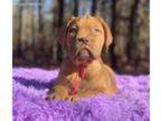 American Bull Dogue De Bordeaux Puppy for sale in Troutman, NC, USA