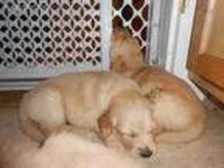 Golden Retriever Puppy for sale in Orange, MA, USA