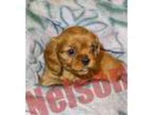 Cavalier King Charles Spaniel Puppy for sale in Beaverton, OR, USA