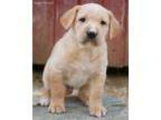 Labrador Retriever Puppy for sale in Millersburg, IN, USA