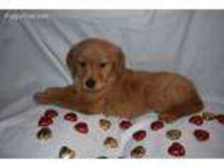 Golden Retriever Puppy for sale in Rathdrum, ID, USA