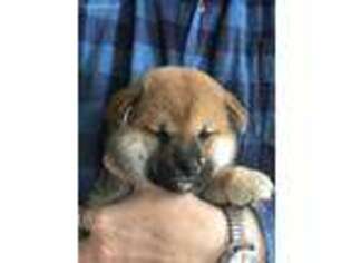 Shiba Inu Puppy for sale in Fort Smith, AR, USA