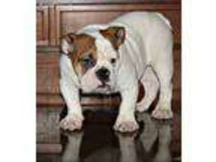Bulldog Puppy for sale in Dawn, MO, USA