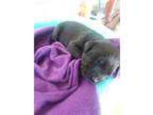 Labrador Retriever Puppy for sale in Kennewick, WA, USA