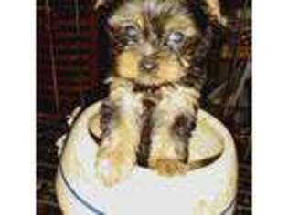 Yorkshire Terrier Puppy for sale in Magnolia, TX, USA