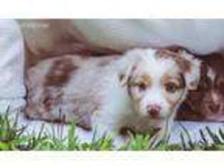 Miniature Australian Shepherd Puppy for sale in Newburgh, IN, USA