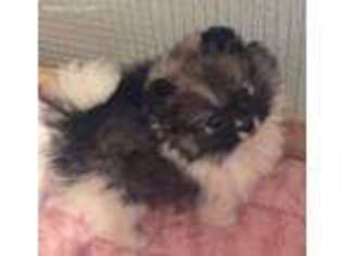 Pomeranian Puppy for sale in Bella Vista, AR, USA