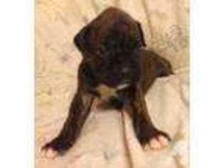 Boxer Puppy for sale in CRYSTAL SPRINGS, MS, USA
