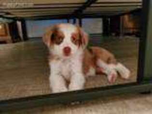 Miniature Australian Shepherd Puppy for sale in Canyon Country, CA, USA