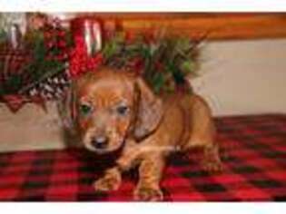 Dachshund Puppy for sale in Grovespring, MO, USA