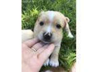 Labrador Retriever Puppy for sale in Newtown Square, PA, USA