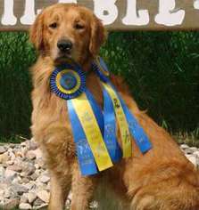 Golden Retriever Puppy for sale in Kimball, MN, USA
