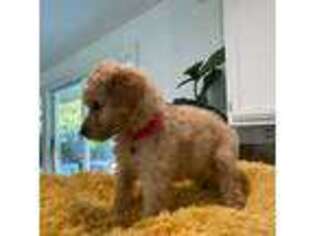 Goldendoodle Puppy for sale in Los Alamitos, CA, USA